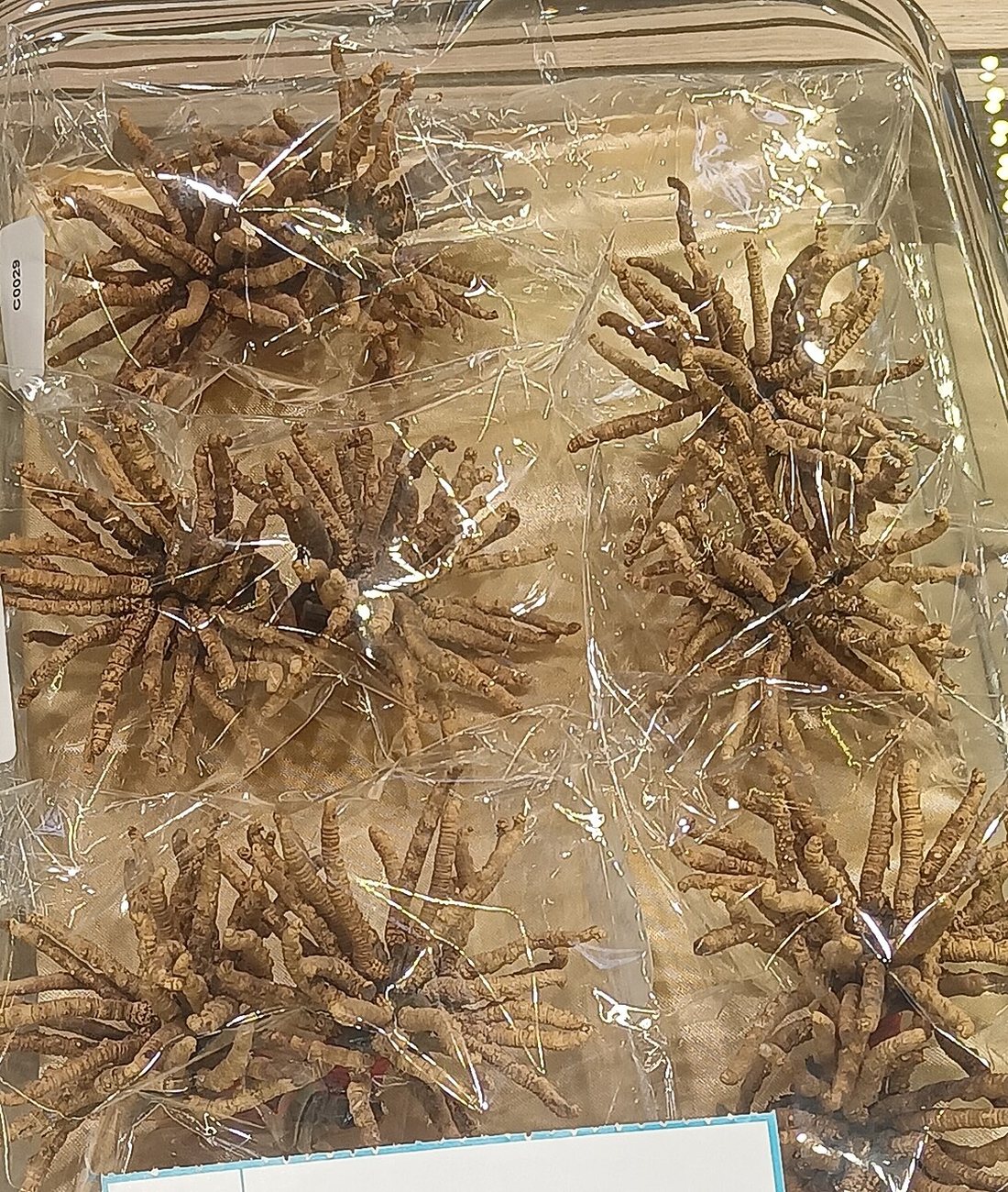 Ophiocordyceps sinensis specimens laid out for examination
