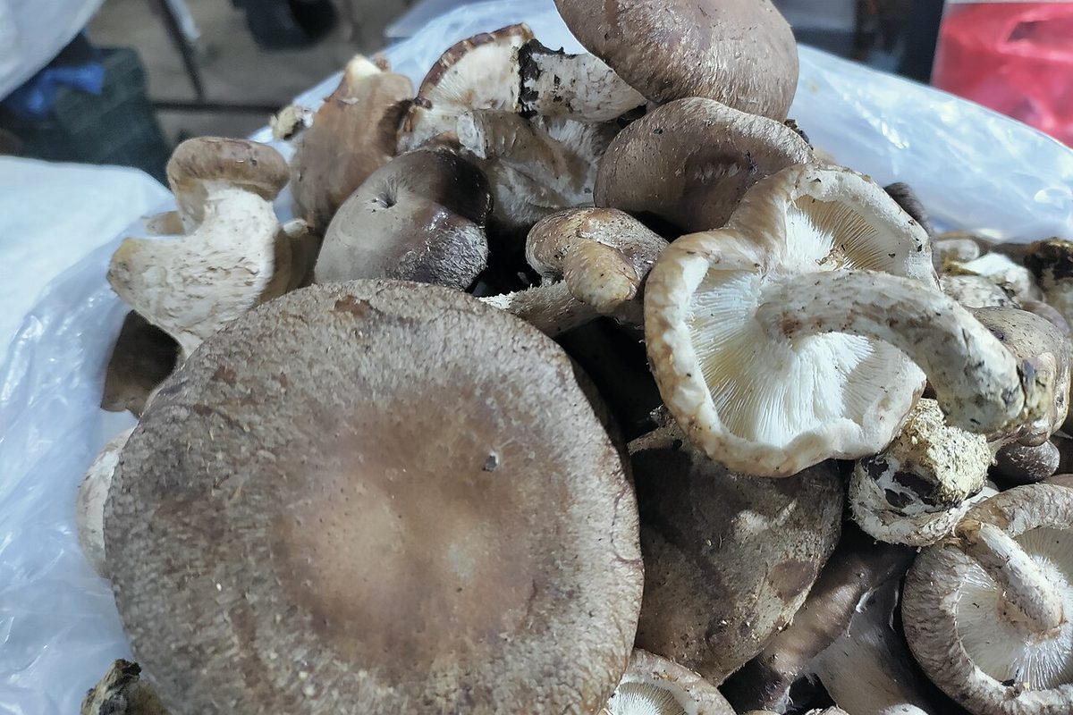 Harvested shiitake mushrooms, Nepal