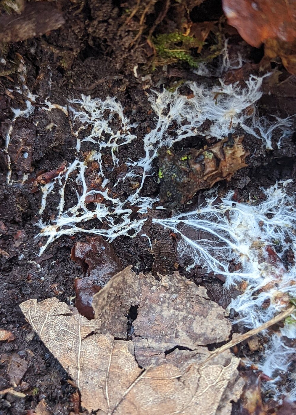 White mycelium threads spreading through forest leaf litter